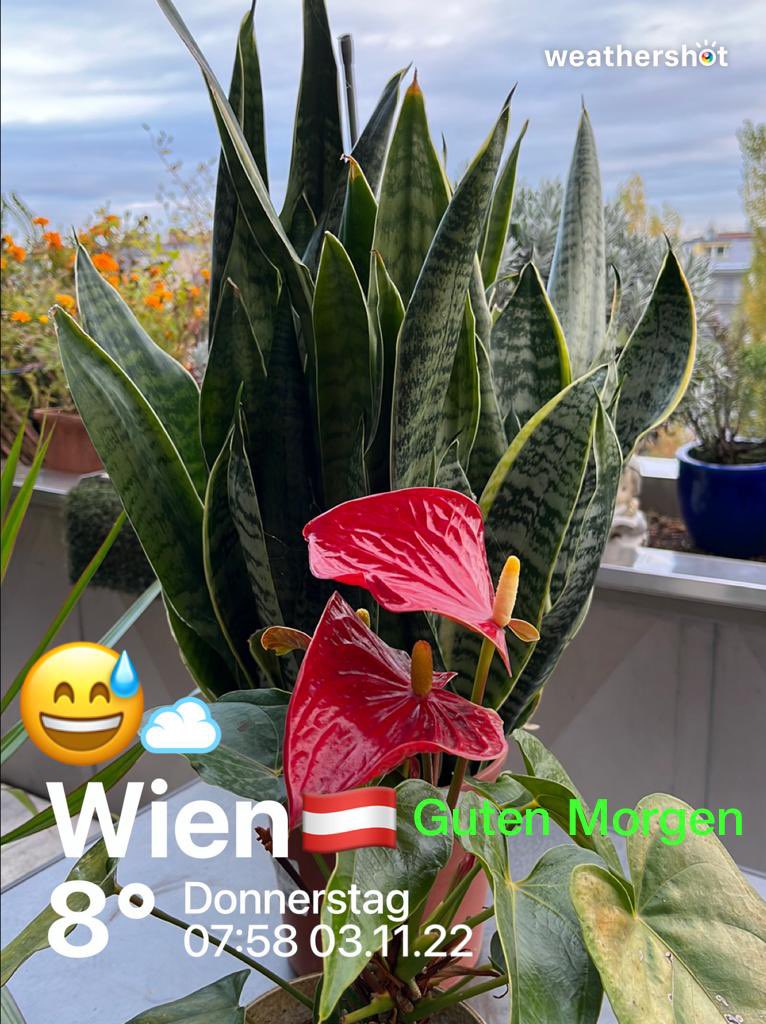 pachlerroman's tweet photo. ๐ฆ๐น๐#wienliebe๐๐ฆ๐น
๐ฆ๐น๐#Margareten๐๐ฆ๐น
๐ฆ๐น๐#Austria๐๐ฆ๐น
๐ฆ๐น๐ฅฐ#zusammenhalten๐ฅฐ๐ฆ๐น
๐ฆ๐น๐#รsterrech๐๐ฆ๐น๐#Wien๐๐ฆ๐น
๐๐ปโโ๏ธ #stayalive #bleibgesund
โผ๏ธโผ๏ธ๐๐ปโโ๏ธ#halteAnstand ๐คท๐ปโโ๏ธโผ๏ธโผ๏ธ https://t.co/0M2lEHFg0b