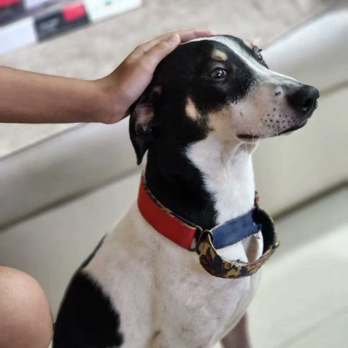 worldforall's tweet photo. The picture perfect good boi Chess ♥ Who's love and energy knows no bounds. Chess is up for fostering and adoption.
He's healthy, vaccinated and sterilized.
WhatsApp 9004257179 to take him in
#worldforall #adoption #indianbreed #adoptdontshop #puppy #petadoption #rescuedog https://t.co/QrsmXduhaX