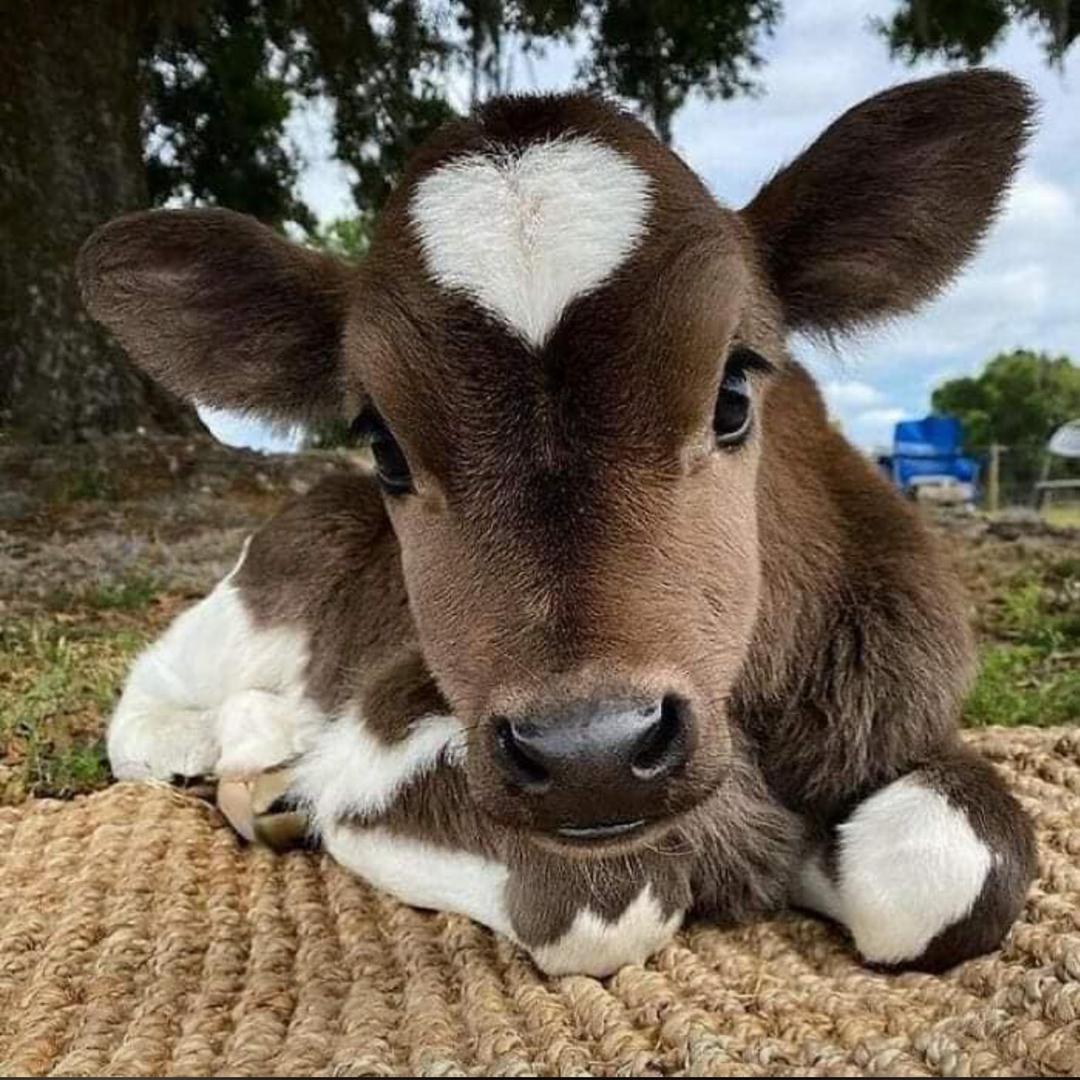Mykmirrors's tweet photo. This cow z beautiful moo than some pipo✍️✍️ https://t.co/8RJqUSSbVU