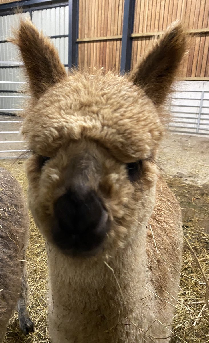 Ihy was a big brave boy last night and managed his first night away from mummy amazingly. Aunties Ariel and Angelic didn’t get hassled either.