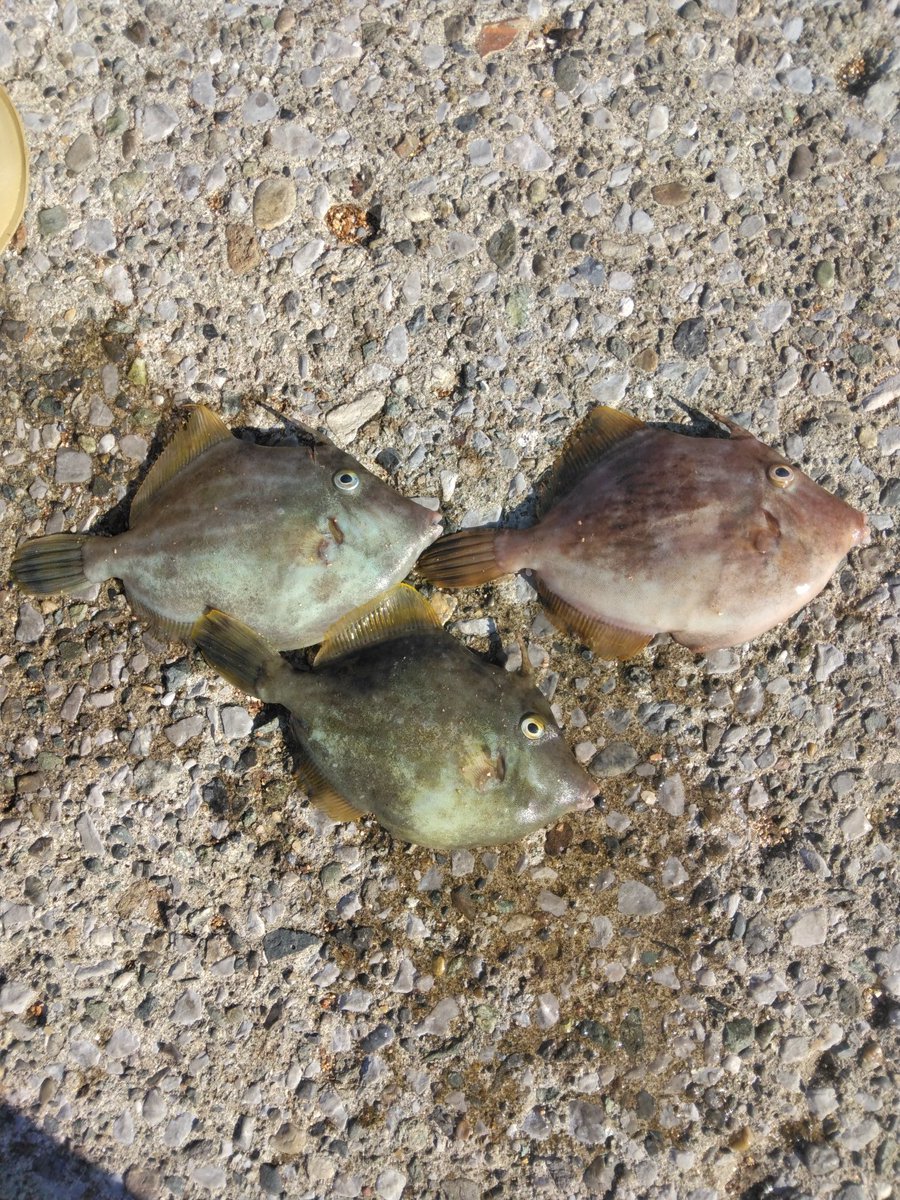 Yonyonpeipei's tweet photo. 今日の釣果
＃カワハギ
＃ササノハベラ
＃トラギス https://t.co/jrNS1vZWjG
