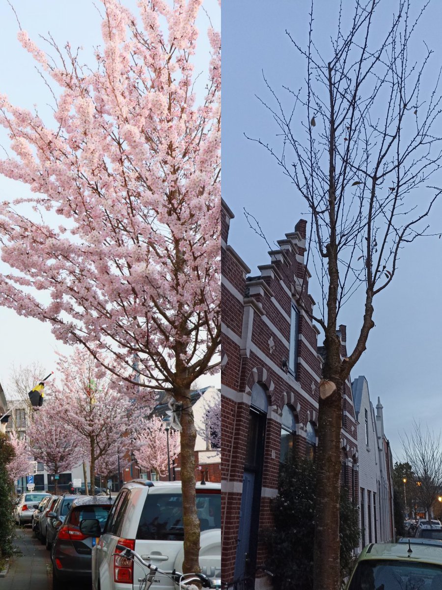 Van meest gefotografeerde straatje in bloesemtijd naar dit trieste staakje. Dag te vroeg gesnoeid, dus rücksichtslos kerstlampjes en al er af <a href="/breda/">Gemeente Breda</a> #60eurolampjes #zondereniggevoel #triestebedoeling