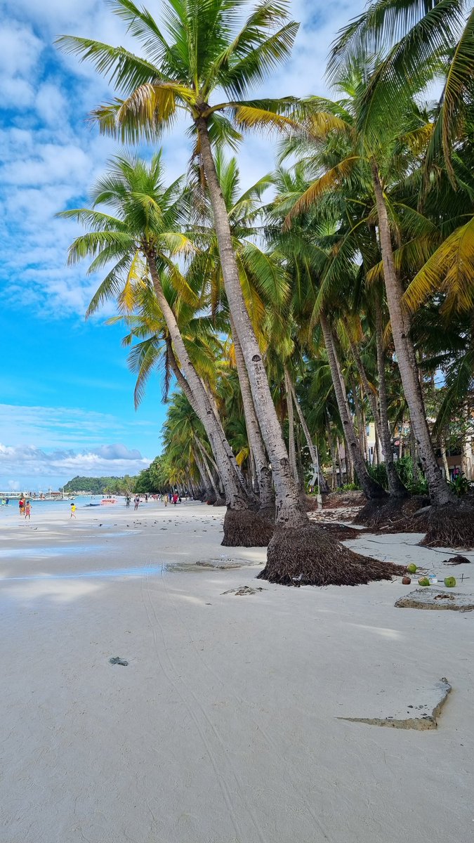 보라카이 입니다. 11월8일까지 머물건데 같이 술이라도 한잔 하실분들 계실까요? 이 문화에 젖어선지 평범함이 무료하네요. 글구 사정이 있어 여행중 외 서울에서의 만남은 어렵습니다.DM주신분들 오해 없으셨음 합니다