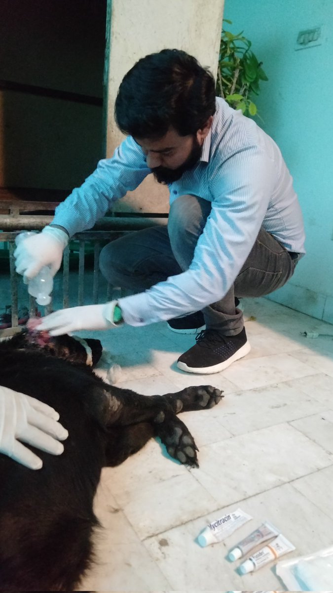 maazveterinary's tweet image. Maggot Wound Case