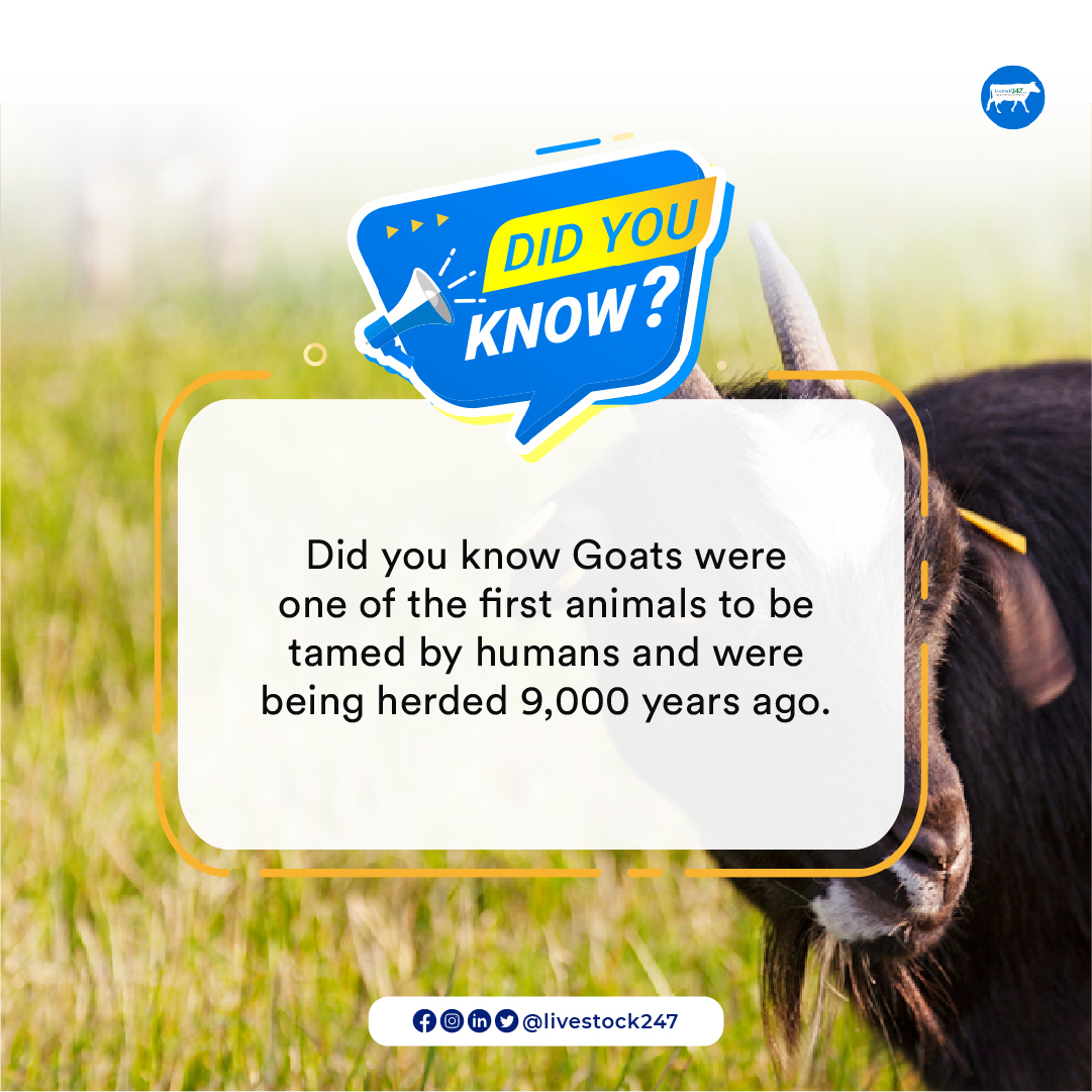 livestock247ng's tweet photo. #didyouknow
Goats were one of the first animals to be tamed by humans and were herded 9,000 years ago.
#livestock247 #livestock #livestockfarming #livestockbusiness #business #food #foodie #agritech #farming #agriculture #facts #meat #meatsharing #meat247 #cowmeat https://t.co/BCJMiKqmjW