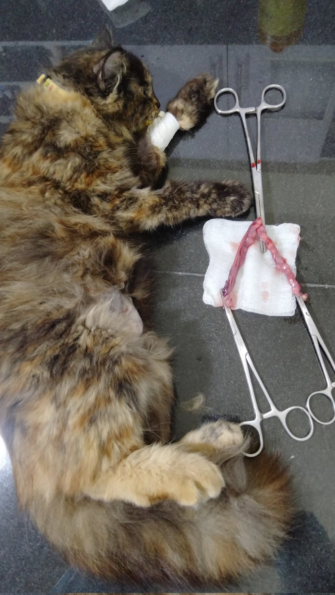 maazveterinary's tweet image. Spaying of Cat