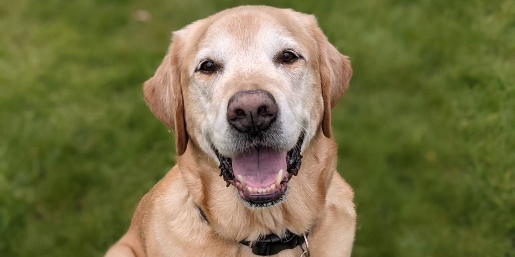 Why Do Puppies Grunt