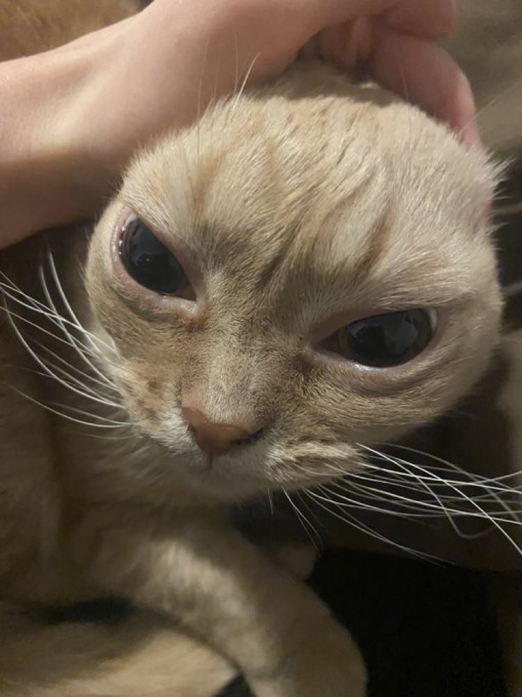 Cats with their heads held back (@catsheld) on Twitter photo 