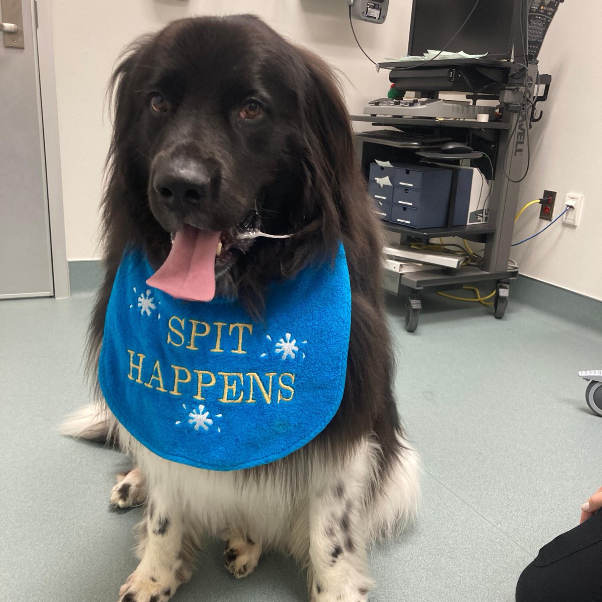 Tweet by Purdue Veterinary Medicine