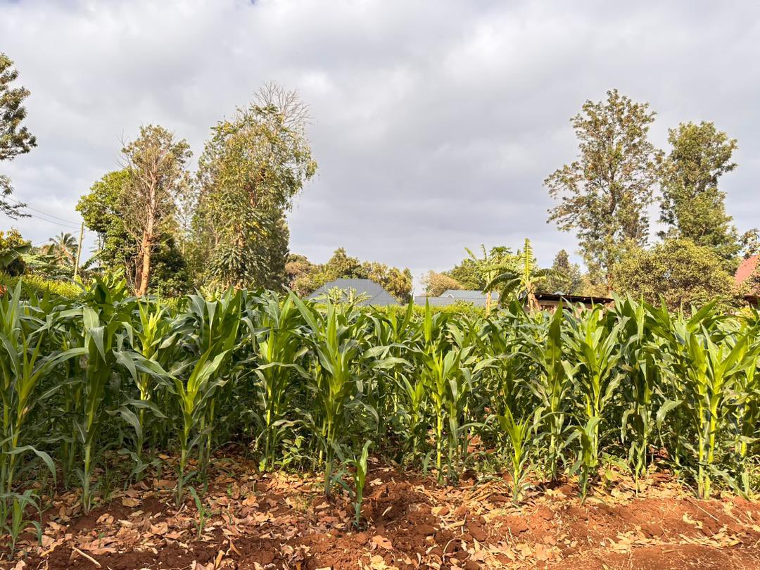 GAIN_TANZANIA's tweet photo. As we keep on following on the processors &amp;suppliers trained, 
here is an interesting case study for Biofortification value chain. Sia was linked with Meru Agro ( PVA maize seed producer), she took an initiative to start producing her own PVA maize so she can process&amp;package(1/2) https://t.co/yEjxd0gLC3