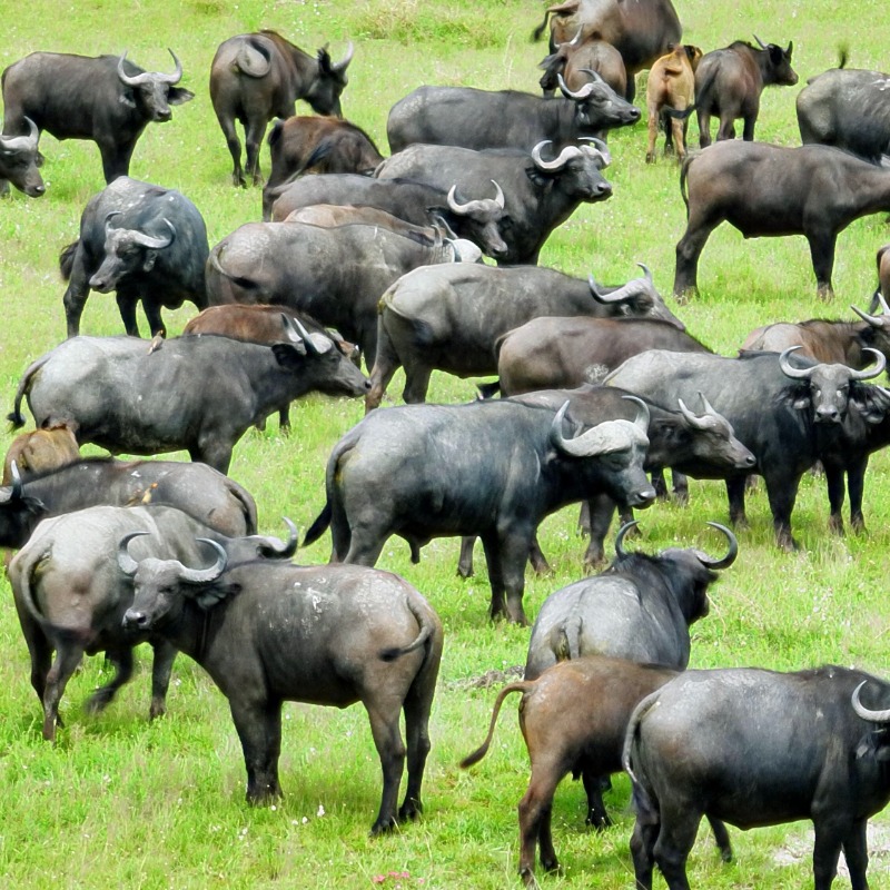 gorillacd's tweet photo. La fragmentation des habitats est un véritable défi dans un monde dominé par l'homme. L'établissement de corridors #écologiques permet aux #animaux tels que les #buffles et les #phacochères de migrer librement, d'accéder aux ressources et de se reproduire avec succès.