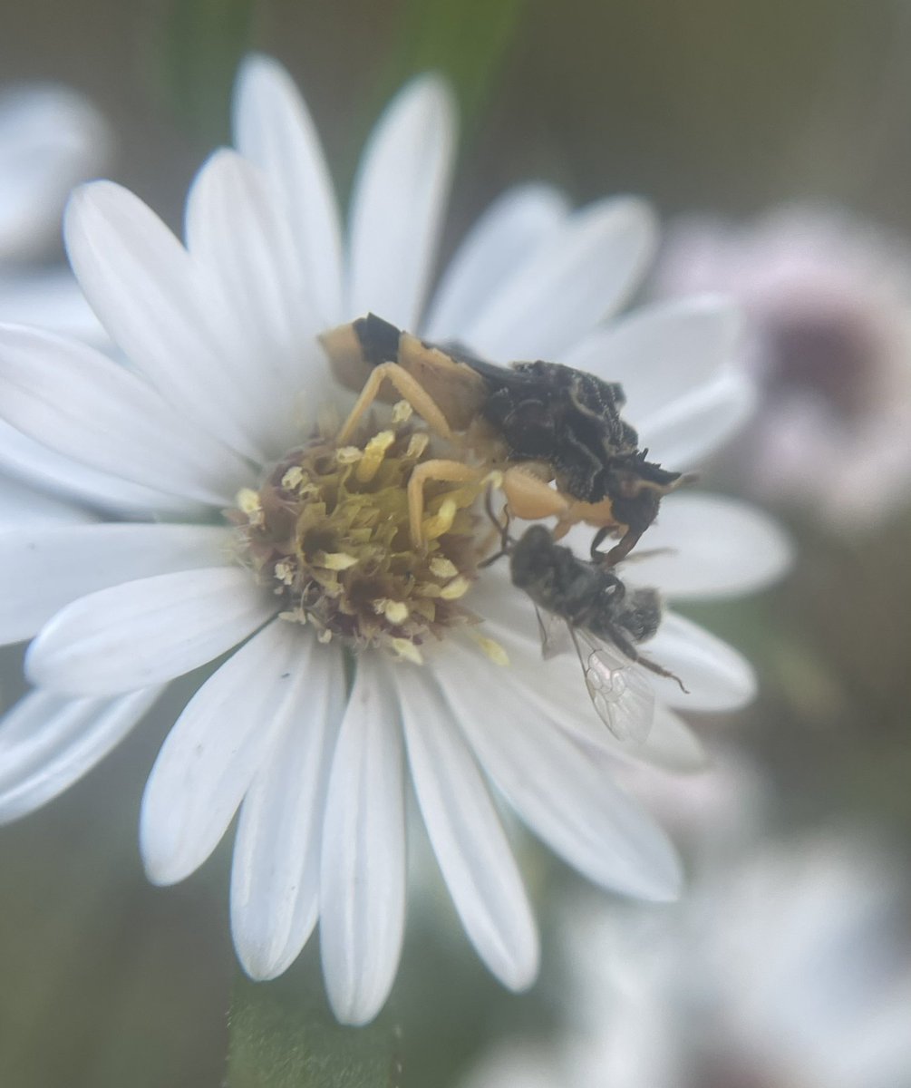 KGjerdset's tweet photo. Needed afternoon run yesterday. Bees and ambush bugs spotted. Keep those plants out yet. They are still treasured by some little creatures. 💚 #nature #insects #autumn #trail #trailrunning #phenology https://t.co/ObKgYLPMo8