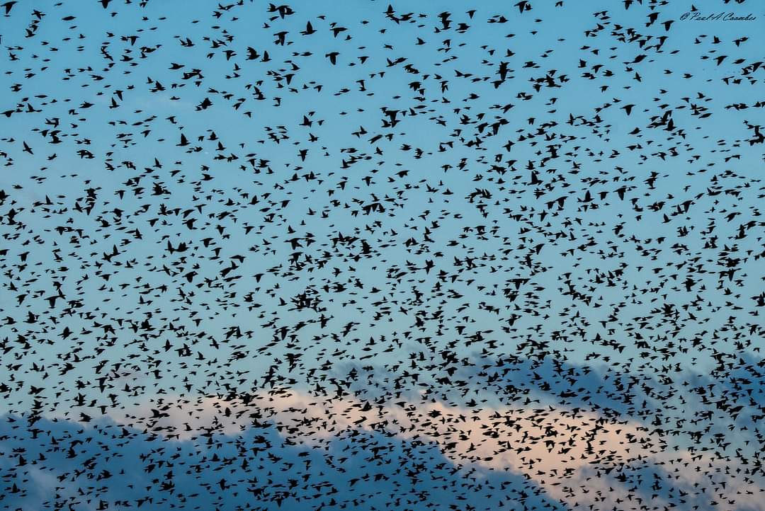 Starling murmuration at on 1st November @Natures_Voice @RSPBHamWall