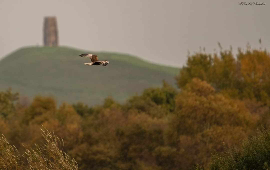 Male Marsh Harrier at @RSPBHamWall