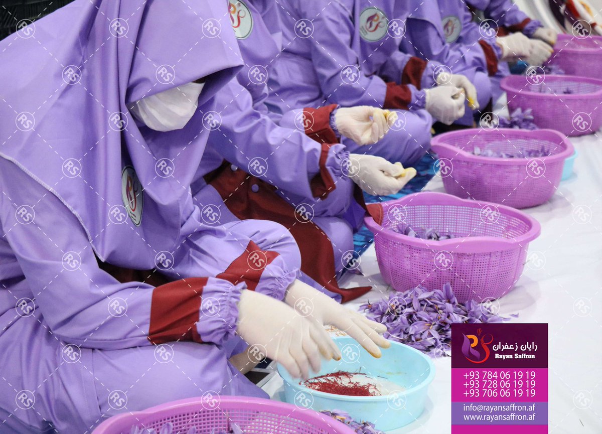 rayansaffron's tweet photo. Rayan Saffron "Taste Of Life"
رایان زعفران "طعم زندگی"
فصل برداشت گل ، شرکت رایان هرات زعفران.
Flower harvesting season, Rayan Herat Saffron Company.

 https://t.co/pwBTZrZzkS 
info@rayansaffron.af 
+93784061919
#Saffron #nagin #export #trade #zafron #Saffron https://t.co/3oD26RYAQM