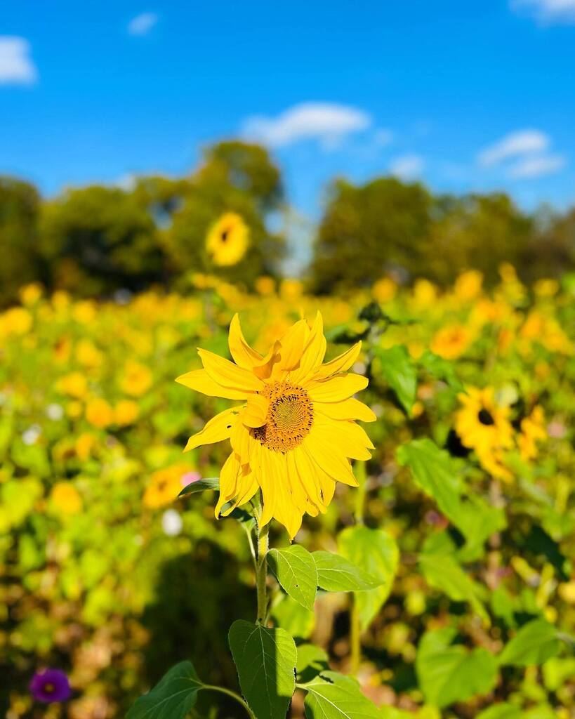 raleighwhatsup's tweet photo. Fall sunflowers in bloom @ncartmuseum #ncmapark #raleighsunflowers https://t.co/fmmBdlolbg https://t.co/0dmP1EFsI1