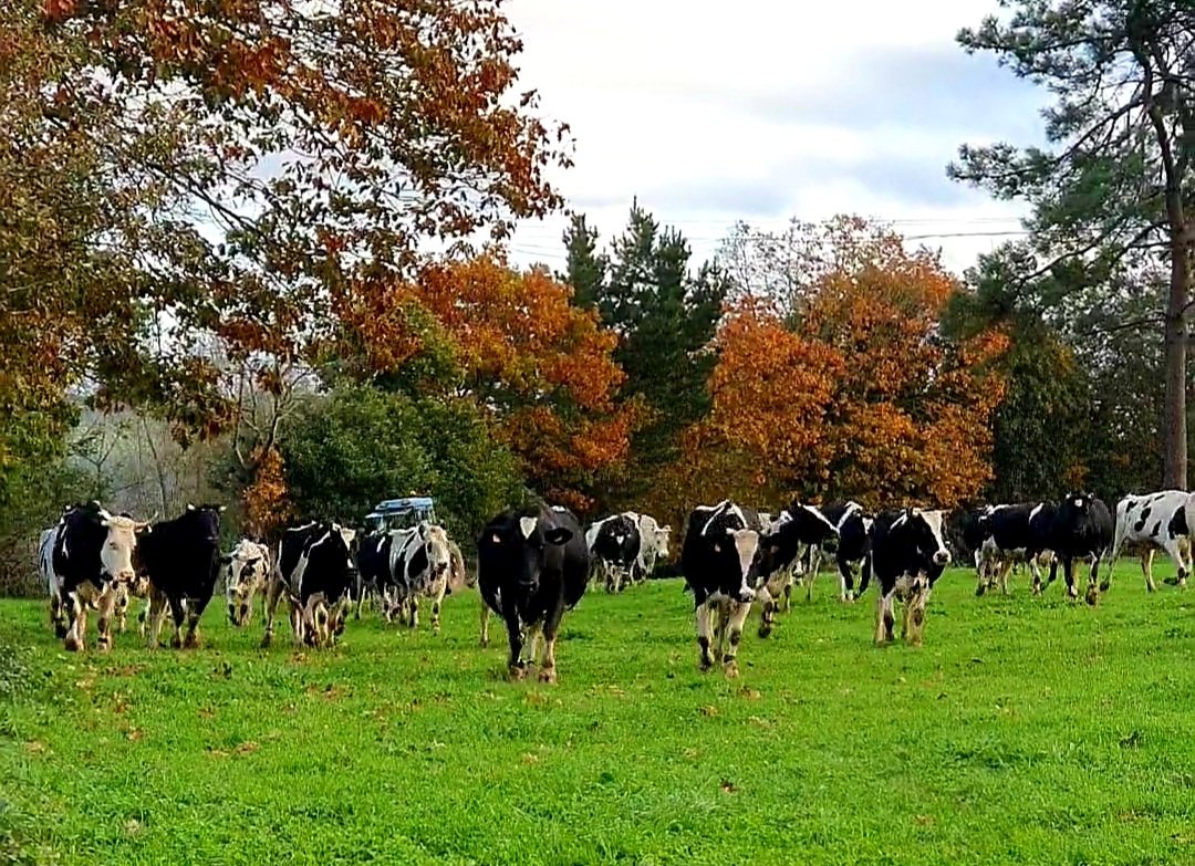 xanceda's tweet photo. Nuestras vacas ecológicas son grandes deportistas: caminan una media de 5km 🐄 para llegar a los pastos donde pasean a sus anchas y se alimentan de muUuliciosa hierba eco 🌱 ¡Y todo esto 360 días al año! #360diasdepastoreo #vacasmuUuyfelices https://t.co/khqSfr11Y5