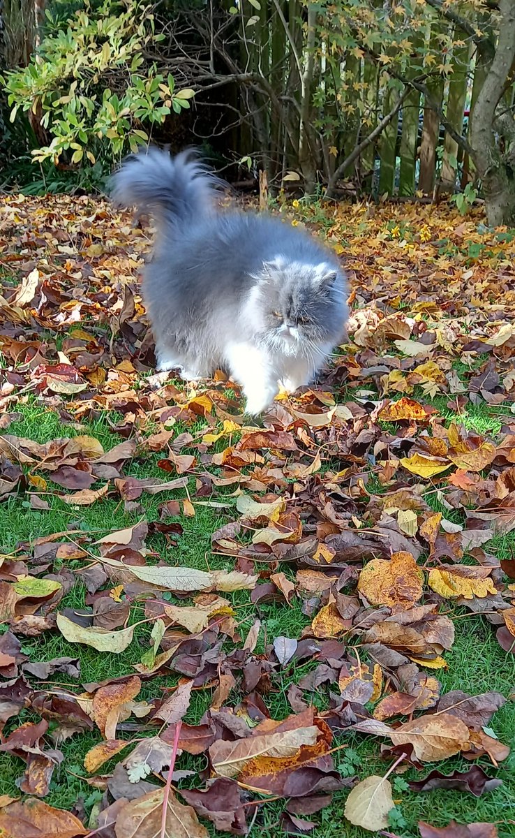 lynnsterlyn's tweet photo. Where's the lawn gone ? Me Luna on #Leafwatch
#Hedgewatch #cats #CatsOfTwitter https://t.co/mqOi45yq7b