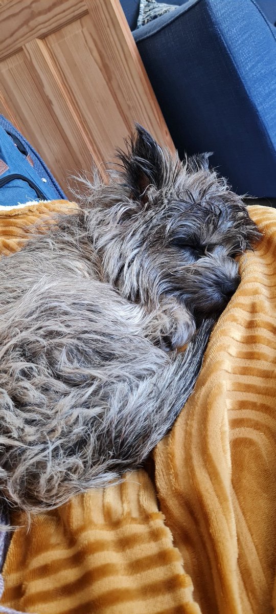 VonneeeeV's tweet photo. Little naps between jumping up and barking at absolutely nothing! 😂😁🥱😴 #cairnterrier #jasper #terrierist #sleepypupper https://t.co/swgnFGmrxl