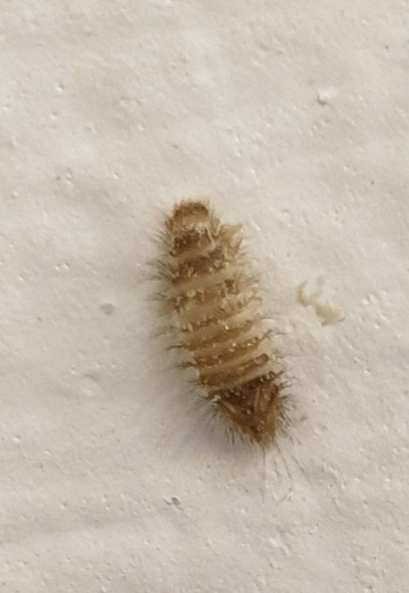 startrees72's tweet image. Can anyone identify this creature, about 5mm long?