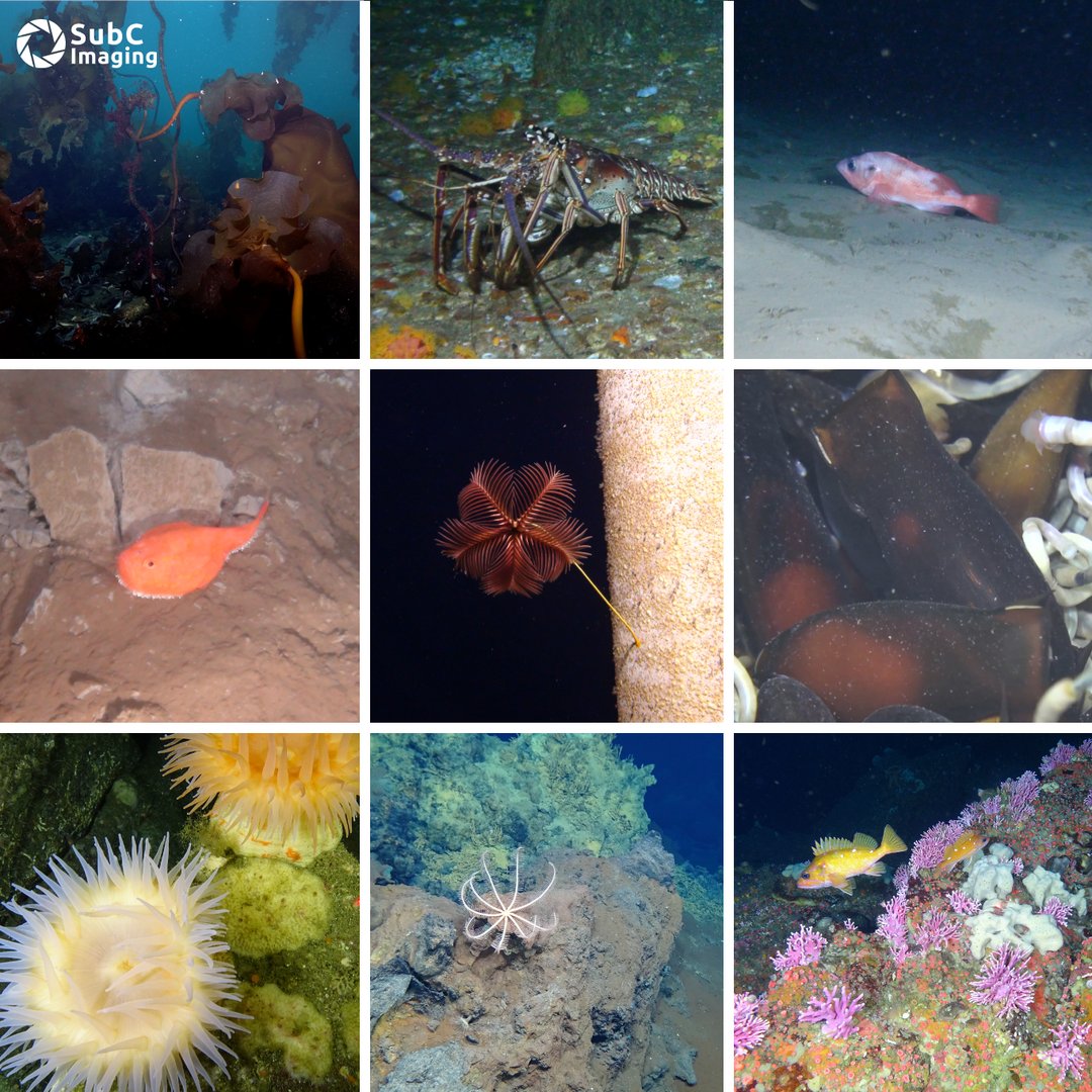 We have a new media gallery! 📷 🎞️ 

See for yourself why our subsea cameras, systems, software, and equipment are trusted by over 180 customers worldwide.

Check it out: bit.ly/3T945RQ

#marineresearch #marinescience #subseacamera #rovcamera #oceanobservation