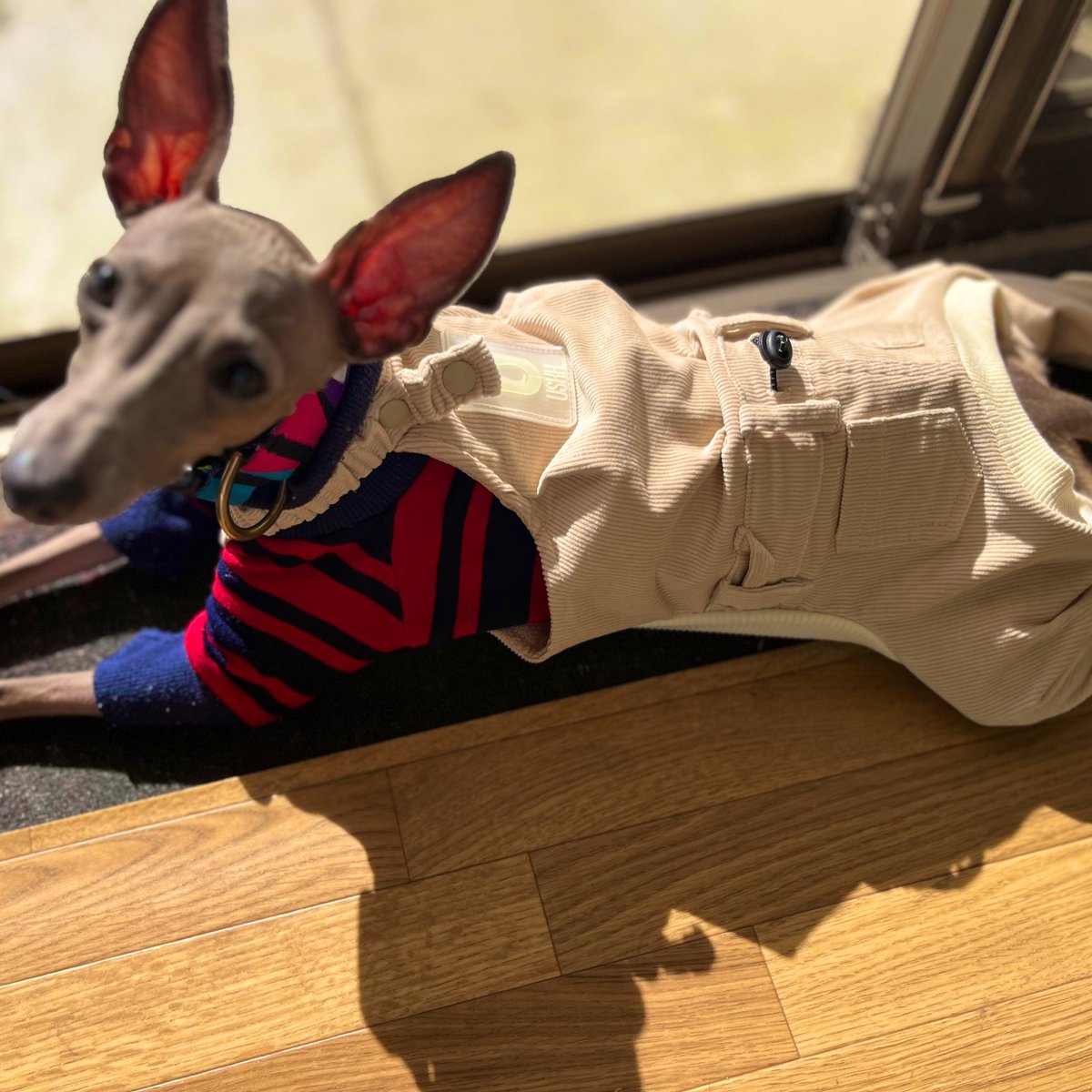 lemon5sudachi's tweet photo. 憧れてたアシューさんのお洋服🥺🥺🥺オーバーオール🐕🤍🧡🍃
想像以上に可愛かった🫣❤️🔥
また買う!仕事がんばる!
#イタグレ #iggy #ushh #犬服 #犬好きさんと繋がりたい https://t.co/inMzkneY19