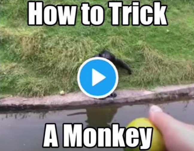 Cursed (@cursedvideos) on Twitter photo 