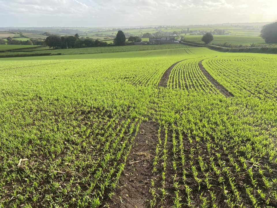 Pearce Seeds LLP tweet media