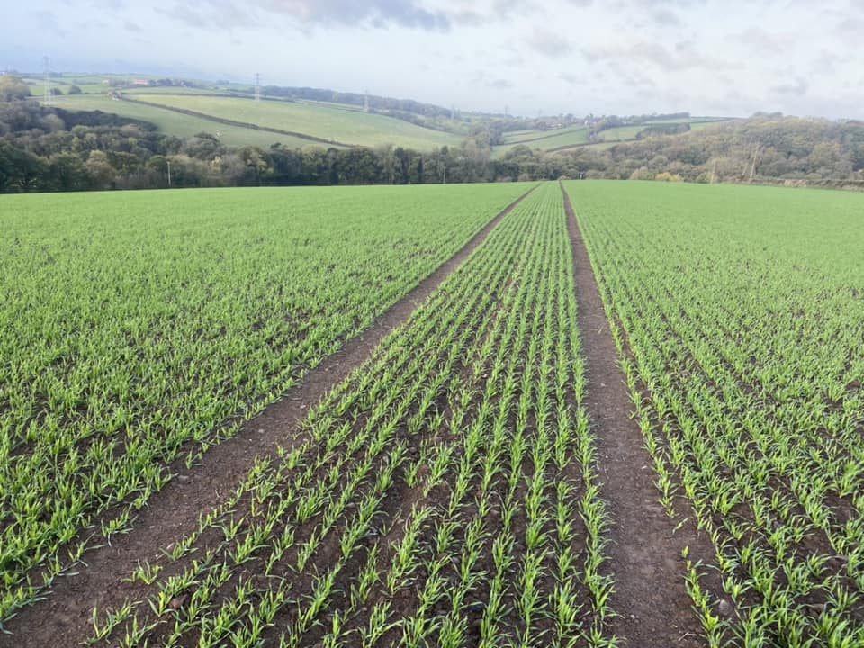 Pearce Seeds LLP tweet media