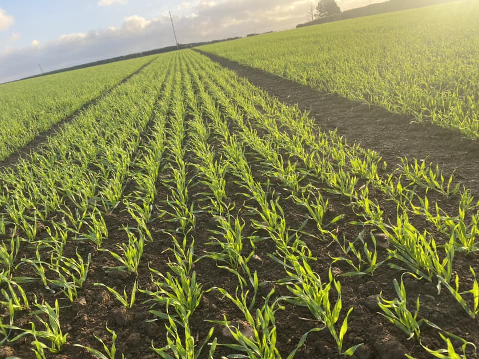 Pearce Seeds LLP tweet media