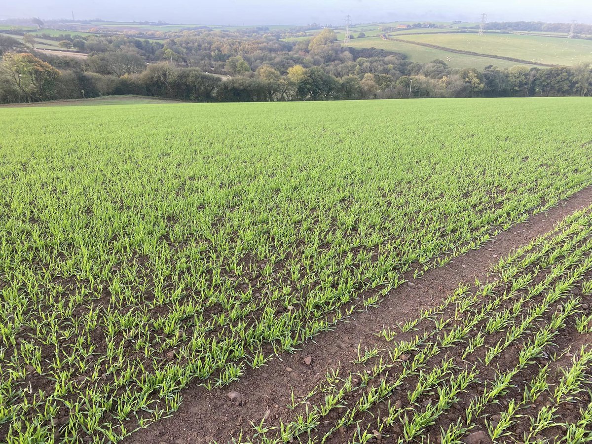 Pearce Seeds LLP tweet media