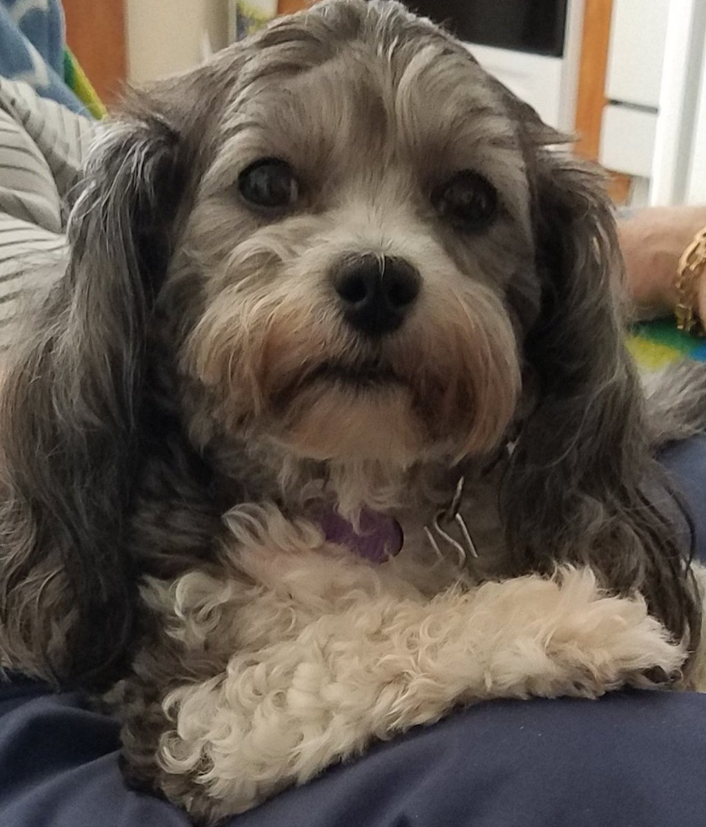 Count Simon of #TzuVannia tweet media