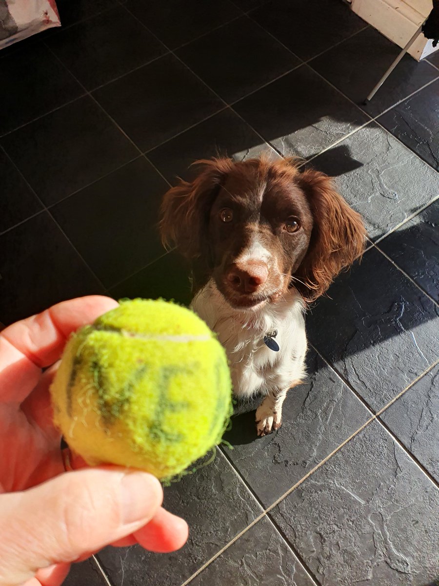 SearchDogOppo's tweet photo. We were babysitting the smallest hooman yesterday and the apprentice found this behind their shed.  It might have the biggest little hooman's name on it but we're Springers so it's ours - that's the law #tennisballrescue #ballcrazy. https://t.co/dJqkXzlZMw