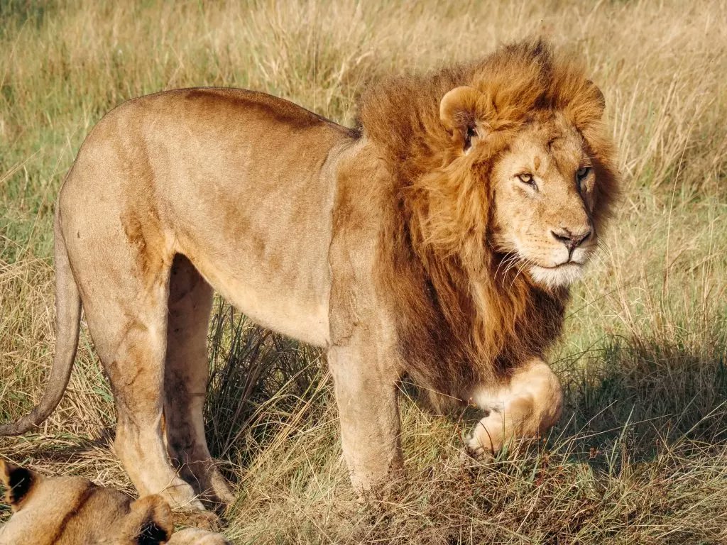 Amidst Maasai Mara’s golden crisp savannahs, a step towards sustainable travel has opened doors for conscious, action-oriented wildlife experience at Emboo River, as discovered by a writer. 

natgeotraveller.in/kenyas-complet…