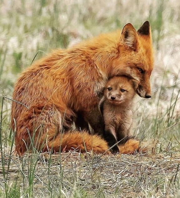 altogetherbran1's tweet photo. Vivienne was a smart Vixen alright. Her ability to observe, to be curious and to work things out, was borne out of a need to eat and to feed her young.
She lifted her long snout into the breeze and sniffed the air. https://t.co/1yujsmZjqs 
#altogetherbrand #wiseandwonderful https://t.co/4B91sUCk8u