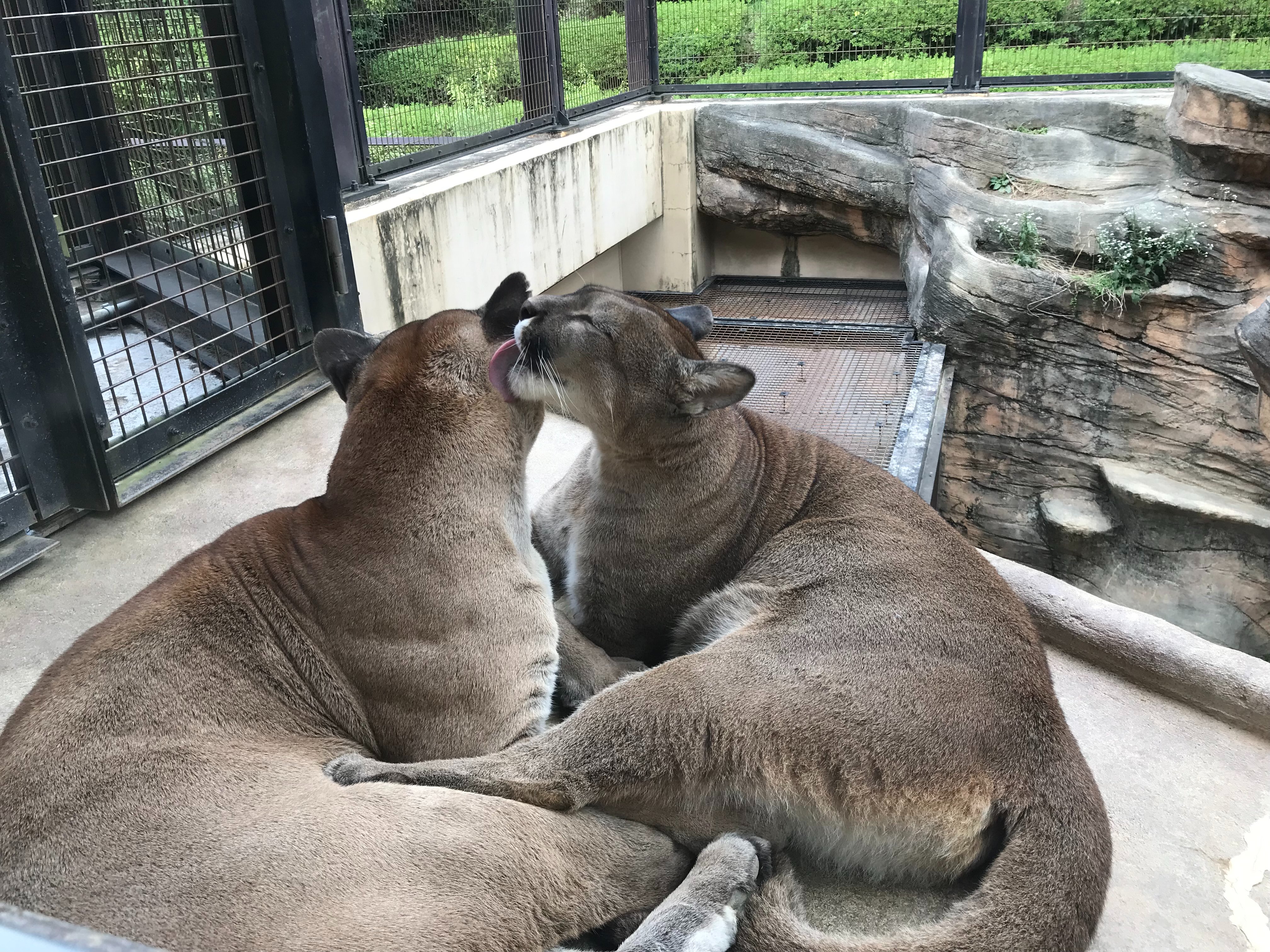 大学動物園 動物園大学2022年3月 - 京都大学野生動物研究センター