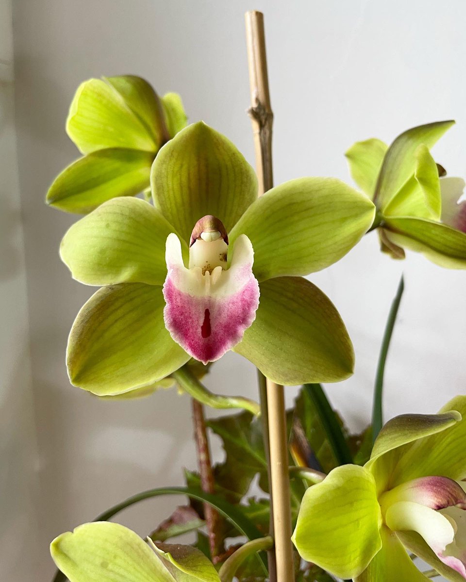 Too beautiful not to share this one 🥰🌱✨ it’s definitely on the tail end of cymbidium season, this #Cymbidium Orchid I’m growing at home has been in bloom since the start of September, they really do last a long time! I think it still has a few more weeks to go! 🙏 
-
#orchids