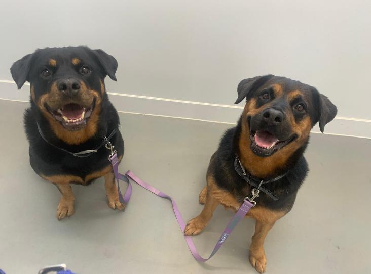 Please retweet to help Roxy and Isla find a home together #CHICHESTER #SUSSEX #UK 

Rottweiler Crossbreeds, sisters, gentle giants. They can live with children aged 10+ and get on well with other dogs. 

DETAILS or APPLY👇
rspca.org.uk/findapet/detai……

#Rottweilers  #dogs #pets