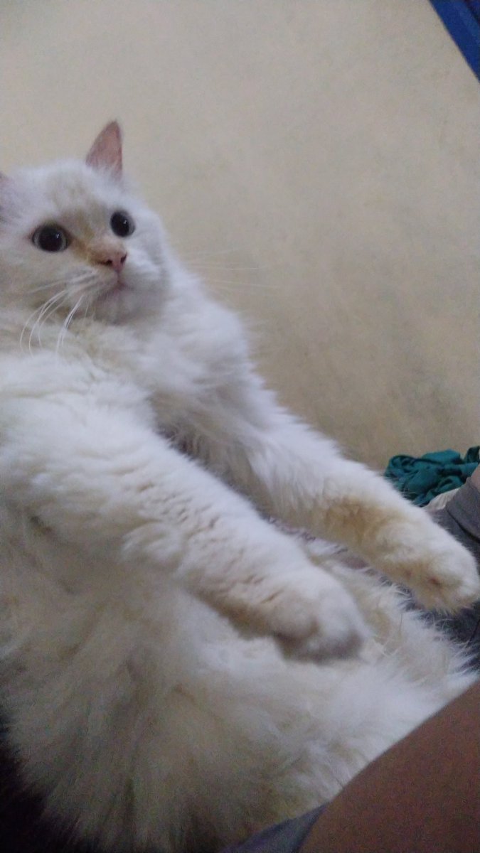 bacojj's tweet photo. @kochengfs monyet putih ni https://t.co/Z00XaSRde4