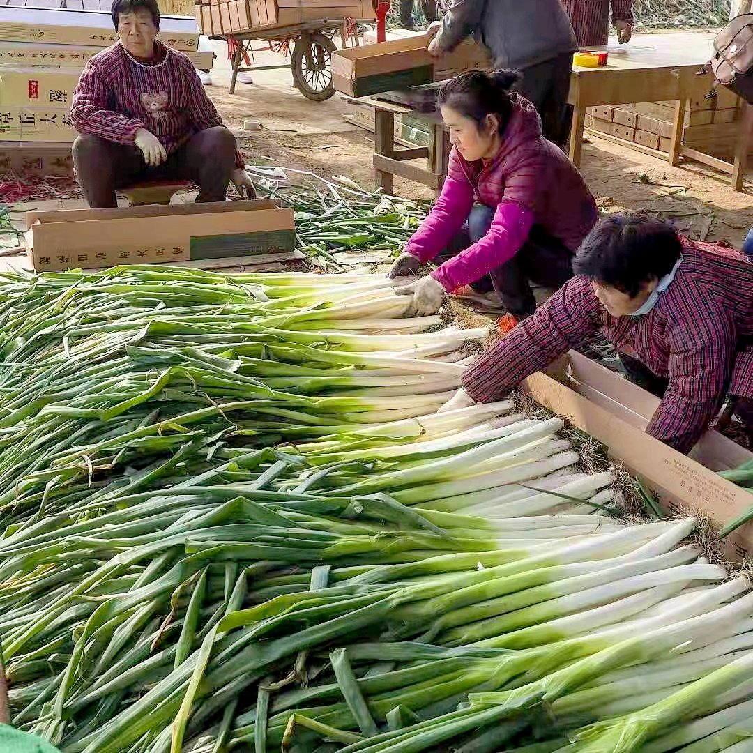 iShandong's tweet photo. Zhangqiu district of #Jinan, #Shandong province, boasts a long history of growing scallions, which are known for being tall, sweet and crisp. Scallions that stand 2.44 meters high were recognized as the tallest of this year in the district on Oct 31. #RemarkableShandong #MadeInSD https://t.co/NrGf49SPfK
