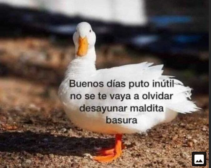 kansaita_'s tweet photo. hazle caso al pato https://t.co/9LfhsYS1fx