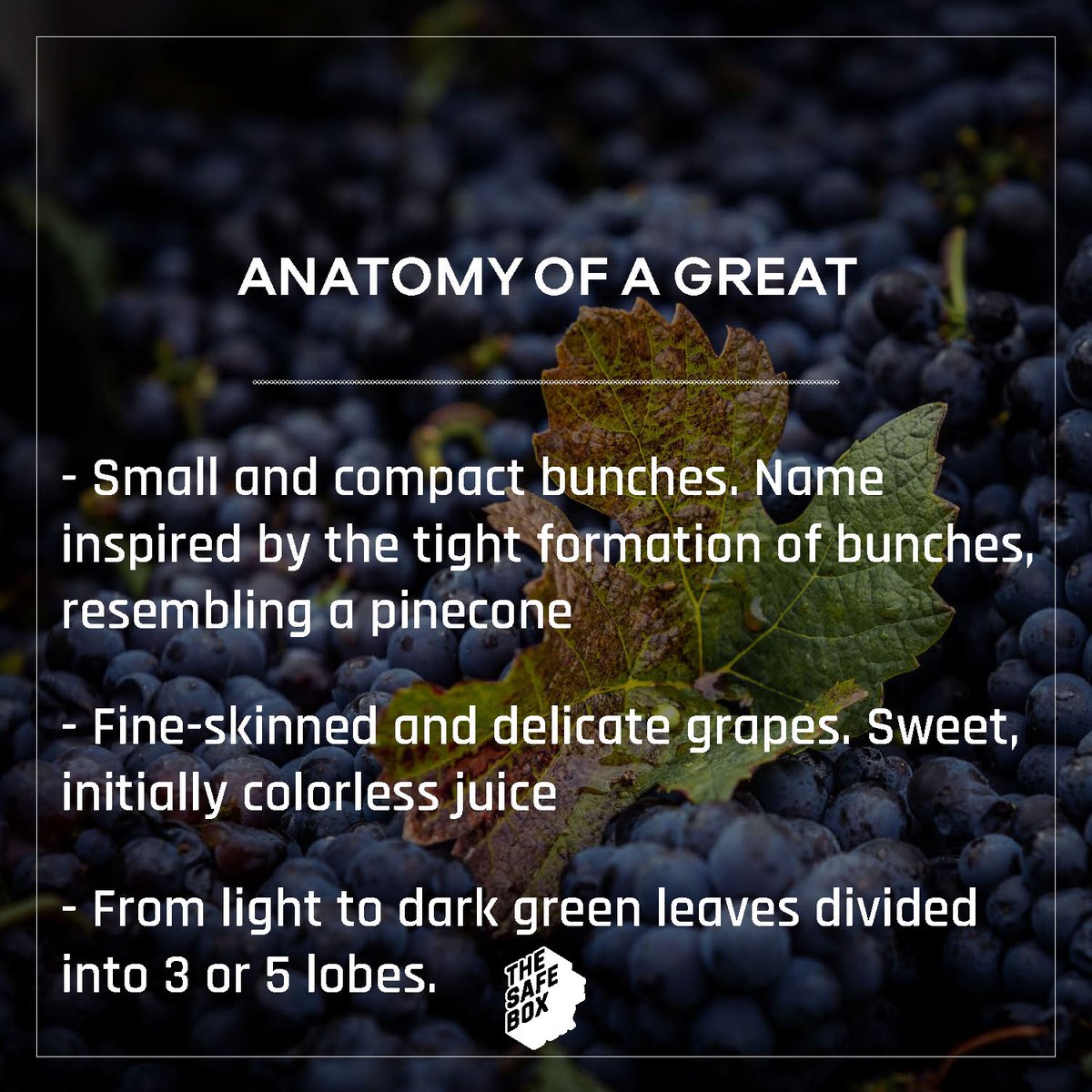 TheSafeBoxNFT's tweet photo. Going further...
Know more about that amazing varietal !

#NFT #blockchain #innovation #wine https://t.co/BkggGTMhf3