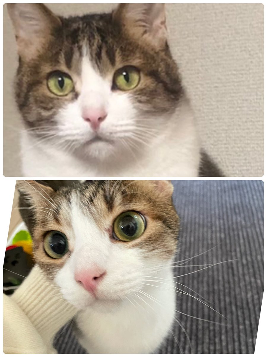 実家の猫、整形級に顔変わってた草

※同じ猫