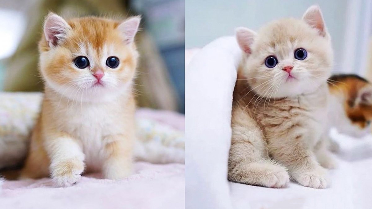 TubeWowAnimals tweet picture