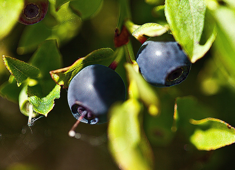Fertigating #blueberries requires greater #precision given the particular demands of this #crop. 
#fertigation #fertic #agriculture
fertic.com/contenidos/cul…