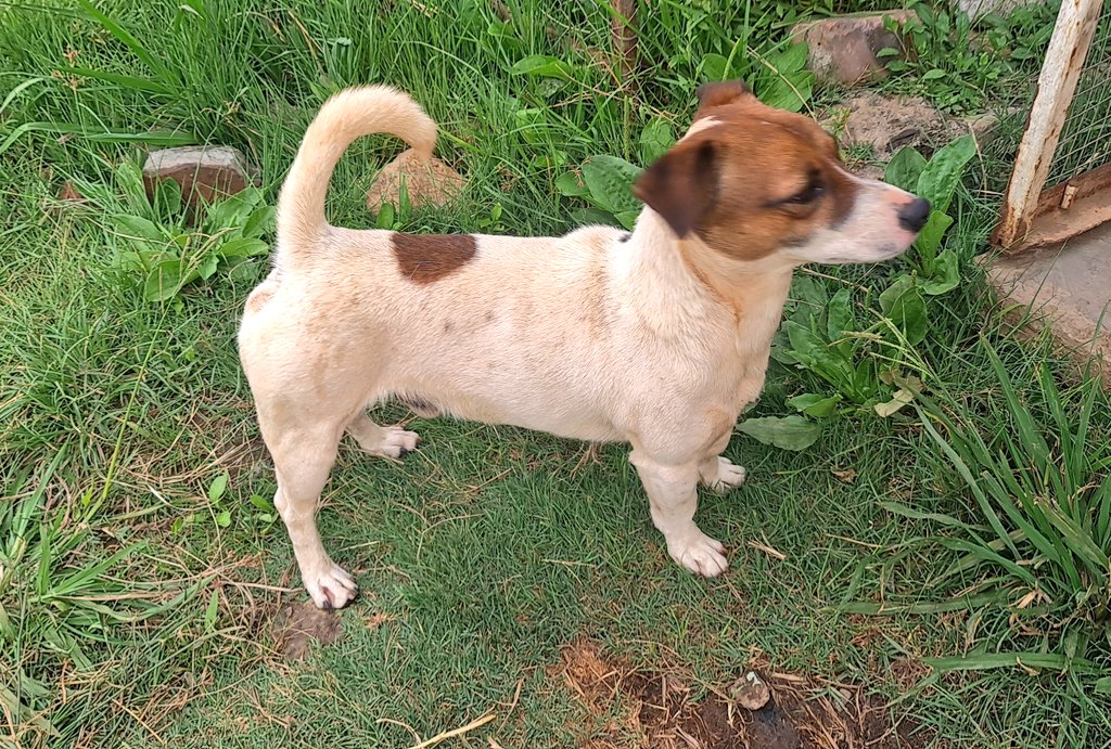 SlickAllosKnnls's tweet photo. Caniners! The kennel was gifted with a 2Y/O male Jack Russell Terrier called Thunder.. Sadly if we keep him, he will cross-breed with our girls. We're putting him up for adoption. All his jabs are up to date, vaccination records available. Kindly DM/call/app +263772537607 if keen https://t.co/6lloPlQ5sz