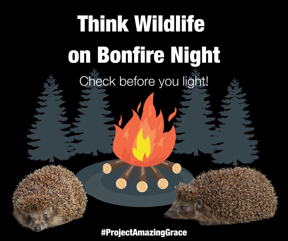 🔥 As we near Bonfire Night, please make sure to check your bonfires before you light them!

🦔 Hedgehogs are looking to hibernate at this time of year &amp; a bonfire is the perfect place

For more info, check out the Amazing Grace the Hedgehog website: ow.ly/1bWo50KLmGU