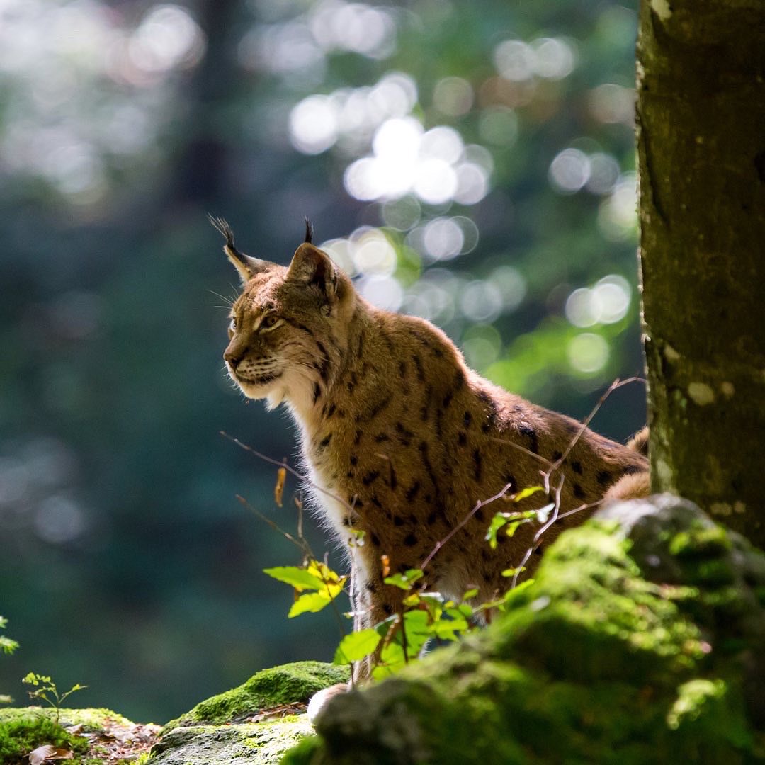 ✨ Wild Wonders 🐾 Discover the Lynx lynx ❗️ IUCN Red List Status : Least Concern (LC) but Critically Endangered subpopulations (CR) Learn more👉instagram.com/p/CkfgFp6qy6g/…