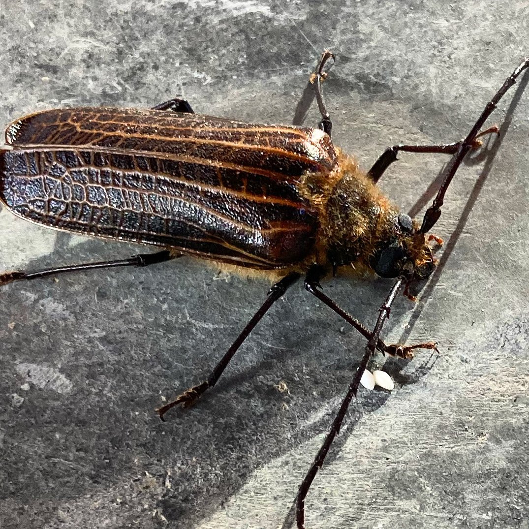 advenzures's tweet photo. What Bugs Look Like In New Zealand
🔥 Follow For More Content 🔥
#engagingadventures #advenzures #foryou #fyp #fypシ #bug #bugs #newzealand #insect #insects #bee #what #happybugs #happybug https://t.co/1wHQTeRcKg