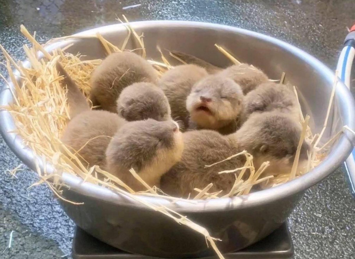 A bowl of baby otters, is the best way to start your morning.